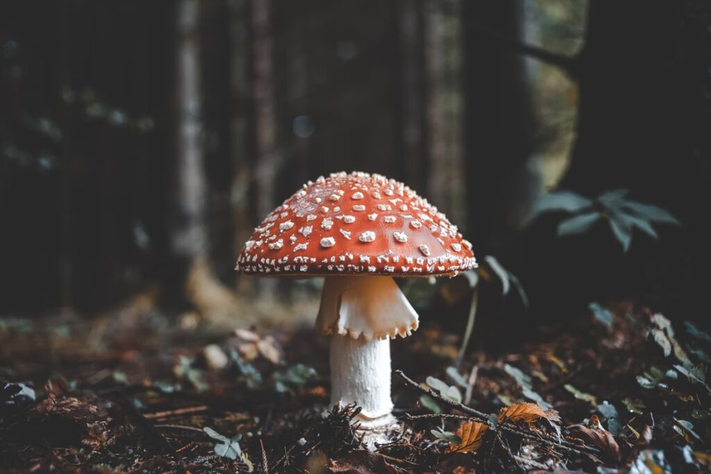 mushroom with white spots